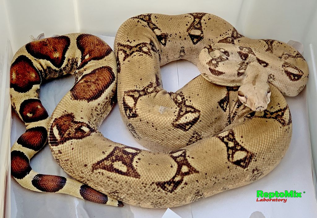 Императорский удав Boa constrictor imperator Blond albino T+ (White clean line)