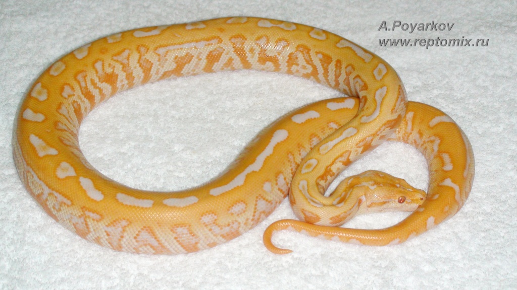 Темный тигровый питон Альбино Лабиринт Python molurus bivittatus Albino Labyrinth