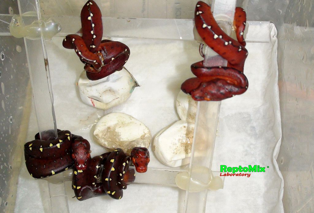 Зелёный питон Morelia viridis (Lereh)