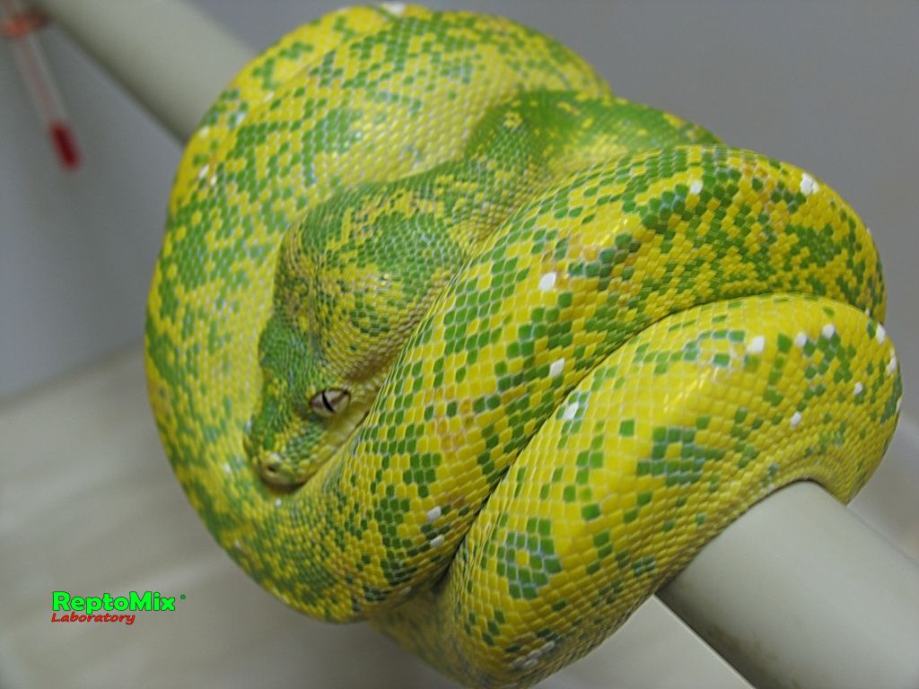Зелёный питон (Aru x Biak var."Lemon Tree") Morelia viridis (Aru x Biak var."Lemon Tree")