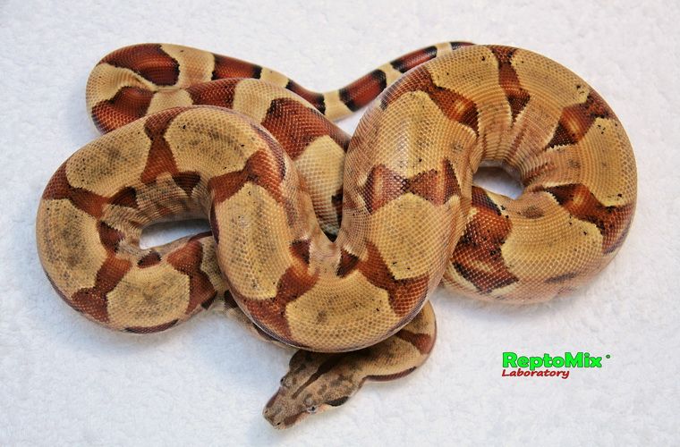 Императорский удав Ред Сальмон, Скарлет, Джангл оригиноальной Шведской линии, 100% Гет. альбинос линии Кахл  Boa constrictor imperator Red Salmon, Scarlet, Jungle (Original Swedish line), 100% Het. Albino (Kahl)