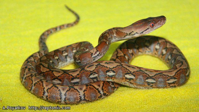 Сетчатый  питон с о. Джампея Python reticulatus jampeanus 
