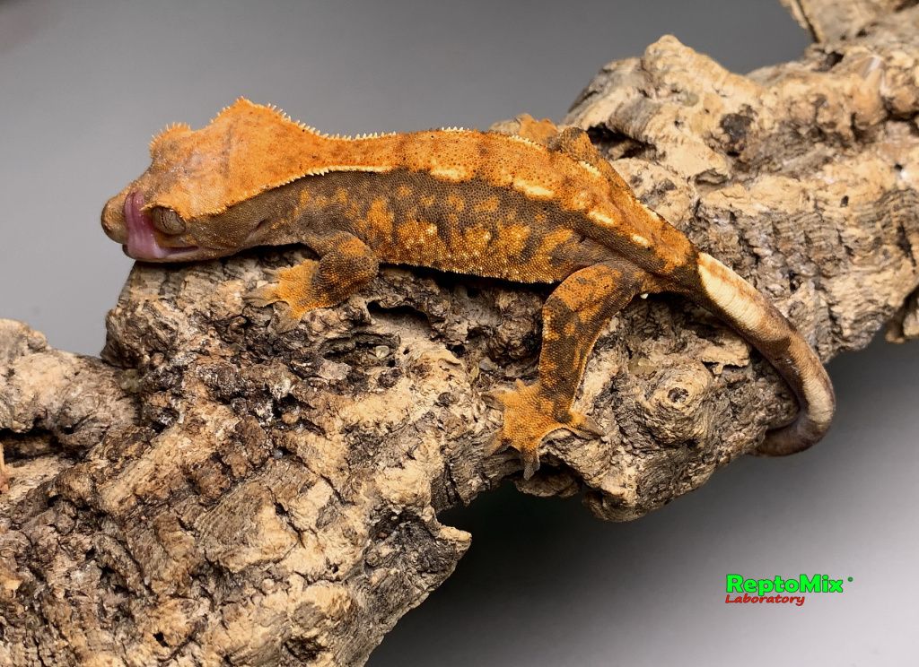 Реснитчатый новокаледонский геккон-бананоед Correlophus (Rhacodactylus) ciliatus (Harlequin Dalmatian; Extreme Harlequin Partail Pinstripe; Harlequin, Poss.Dalmatian, Poss.Extreme Harlequin,Poss.Flame; Dalmatian  )