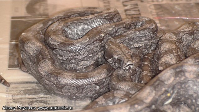 Аргентинский удав Boa constrictor occidentalis