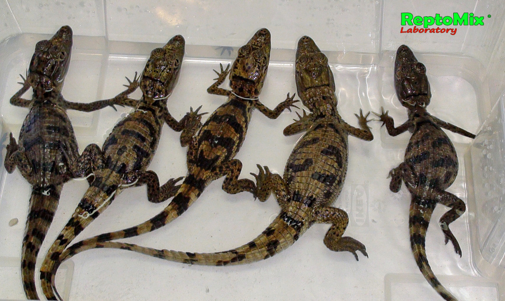 Крокодиловый кайман Caiman crocodilus