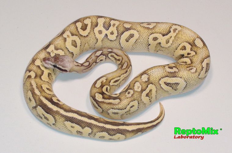 Королевский питон Python regius Superfly Phantom (Super Pastel, Fire, Phantom)