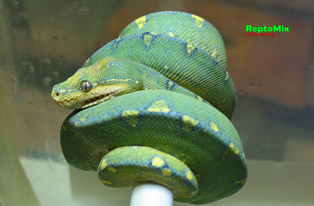 Зелёный питон локалитет Arfak Morelia viridis (Arfak)