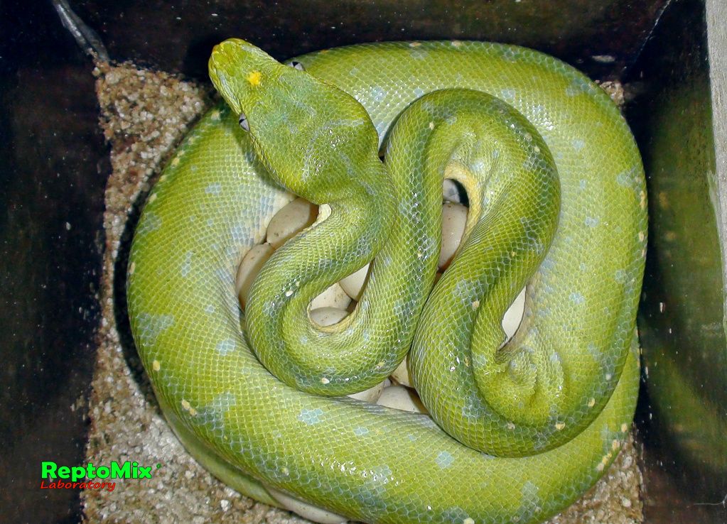 Зелёный питон Morelia viridis (Merauke) 