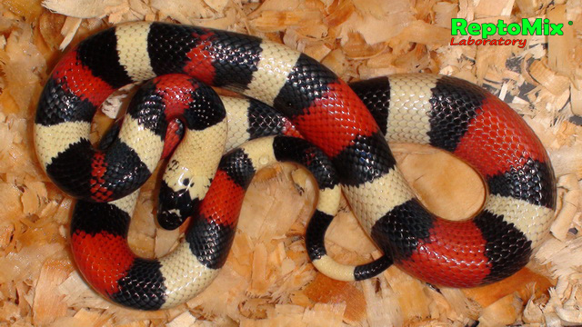 Молочная змея Кембела Lampropeltis triangulum campbelli 