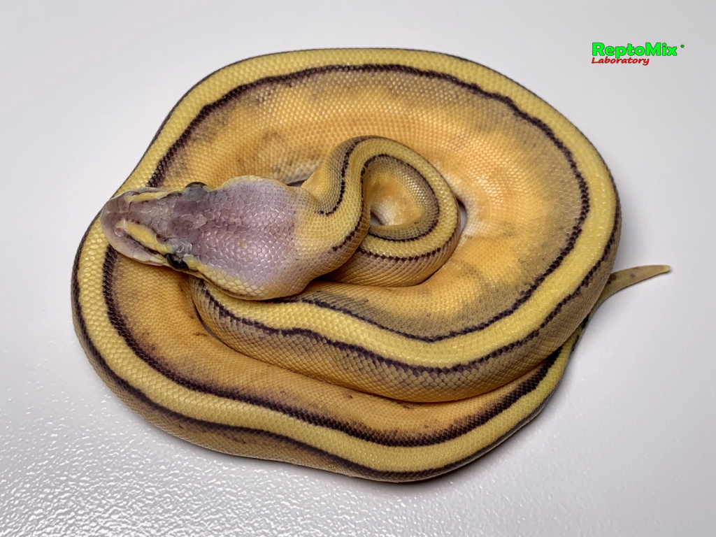 Королевский питон Python regius Super Pastel, Genetic Stripe