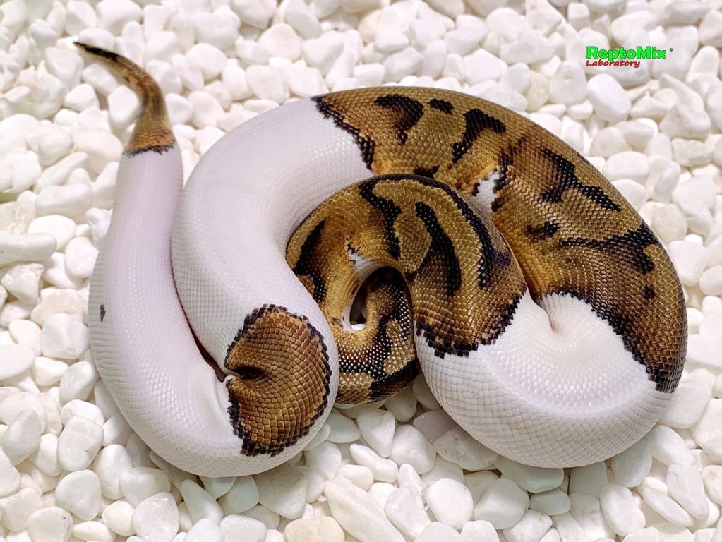 Королевский питон Python regius Piebald Pastel Mojave