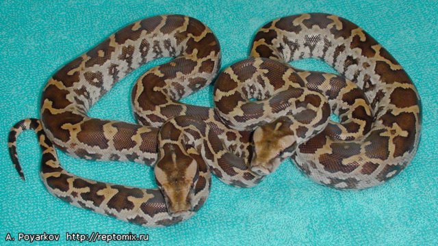 Цейлонский тигровый питон Python molurus pimbura