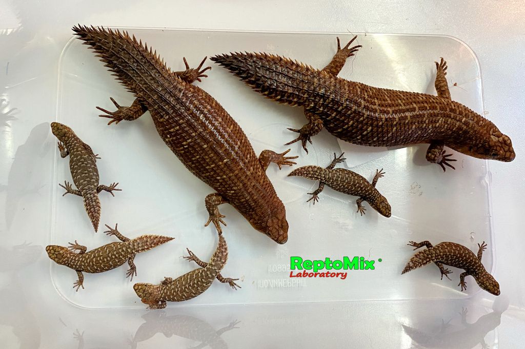 Австралийские колючехвостый сцинк Egernia stokesii zellingi