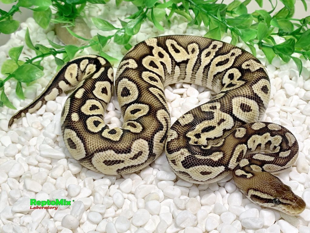 Королевский питон Super pastel, Axanthic (VPI),100% Het.Albino