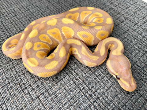 Купить королевский питон banana bongo, большой выбор и полезная информация по содержанию - Питомник экзотических Животных "ReptoMix Laboratory"