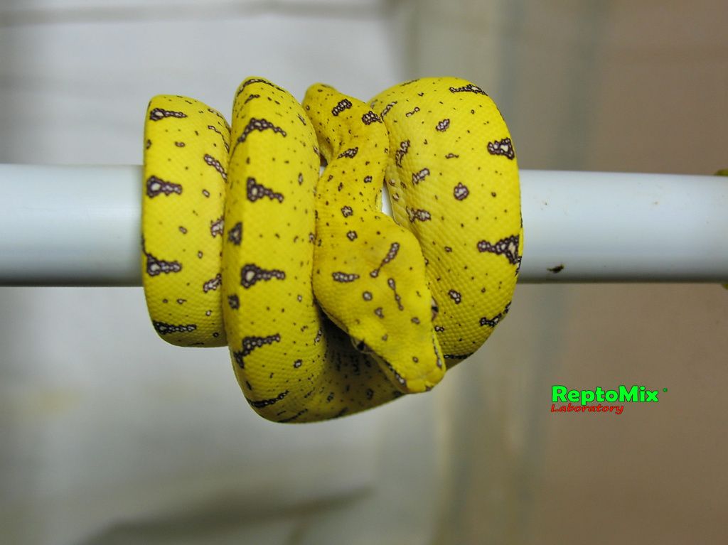 Зелёный питон Morelia viridis (Merauke) 