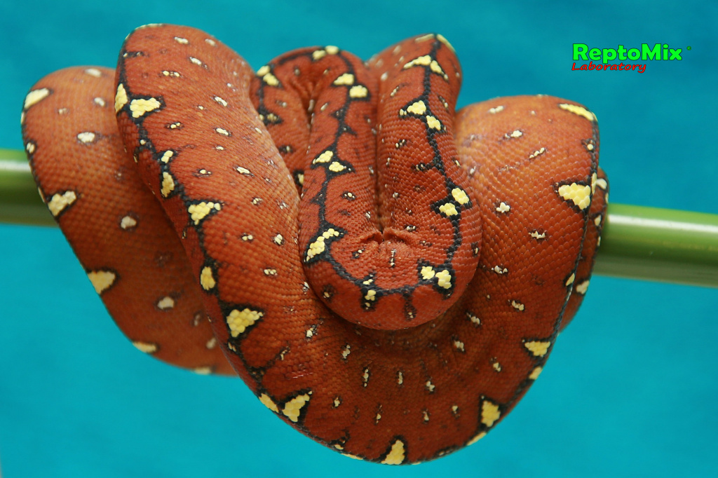 Зелёный питон локалитет Arfak Morelia viridis (Arfak)