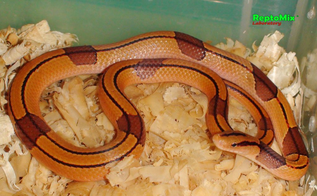 Бамбуковый полоз Oreophis porphyraceus vaillanti