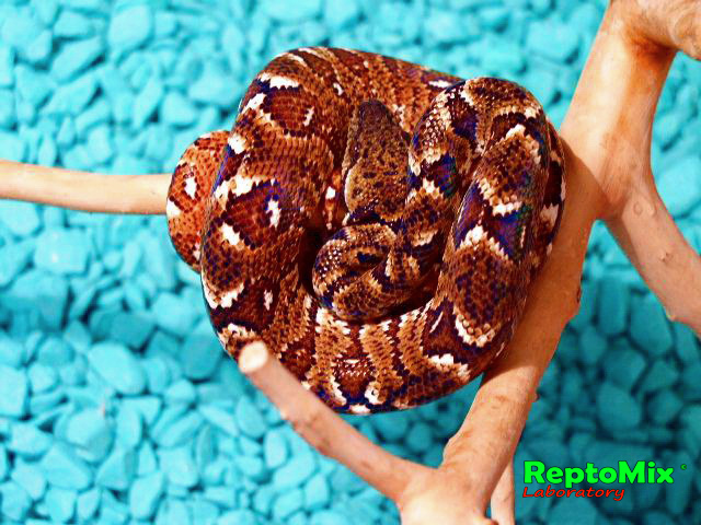 Мадагаскарский древесный удав Sanzinia madagascariensis 