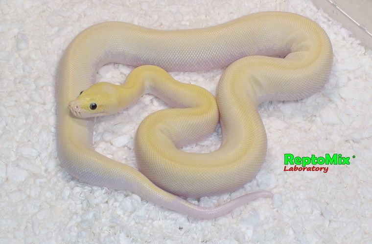Темный тигровый питон Ивори Python molurus bivittatus Ivory-Platinum
