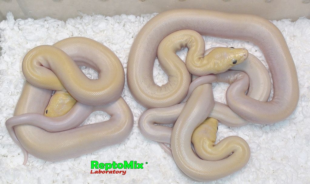 Темный тигровый питон Ивори Python molurus bivittatus Ivory-Platinum