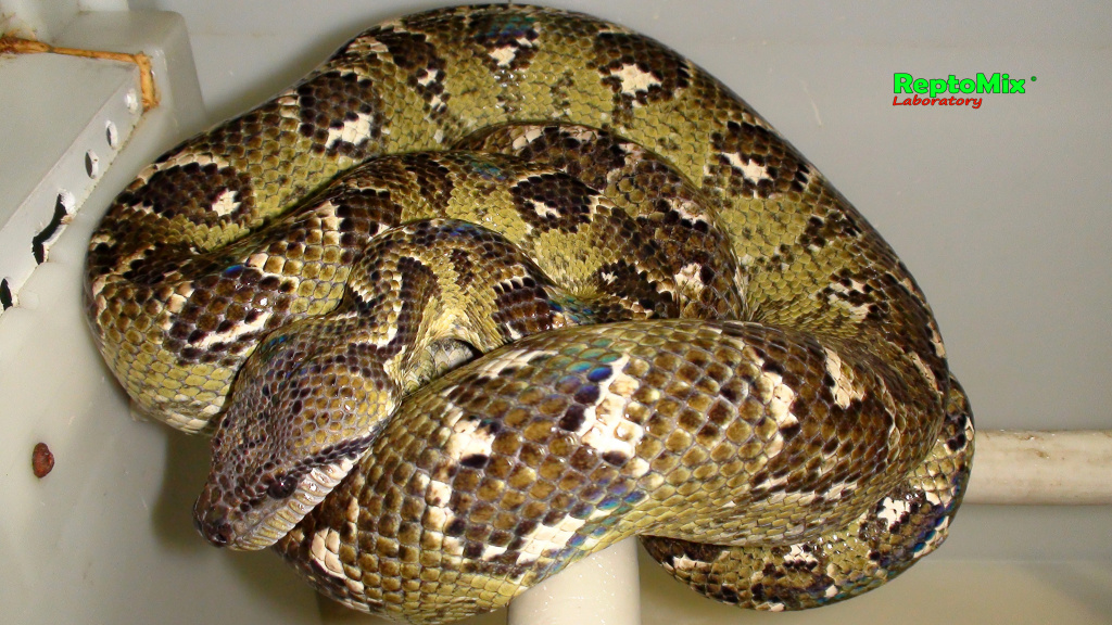 Мадагаскарский древесный удав Sanzinia madagascariensis 