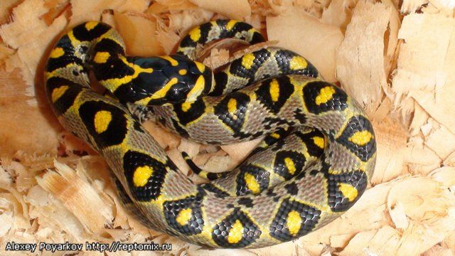 Мандариновый полоз Euprepioph mandarinus