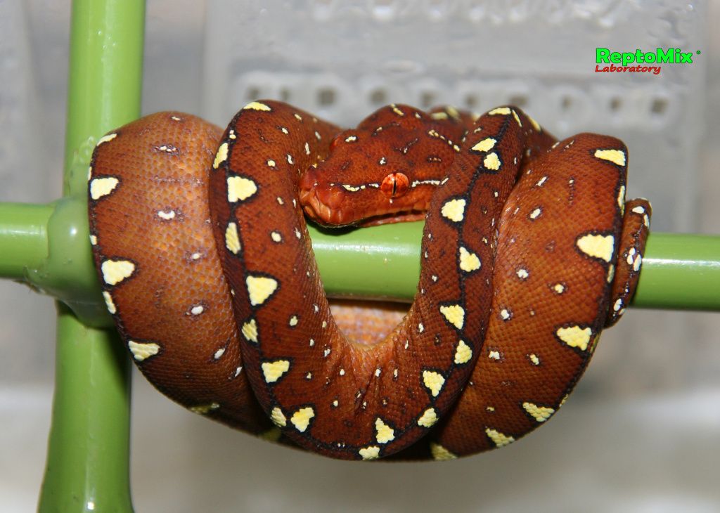 Зелёный питон Morelia viridis (Lereh)