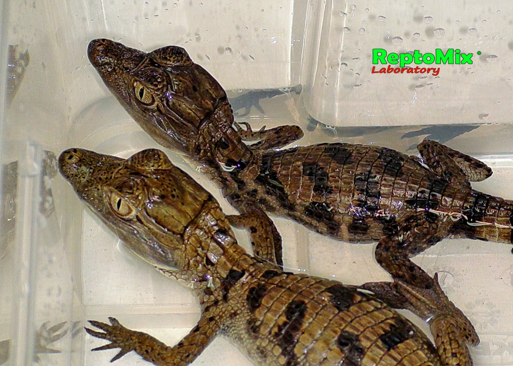 Крокодиловый кайман Caiman crocodilus