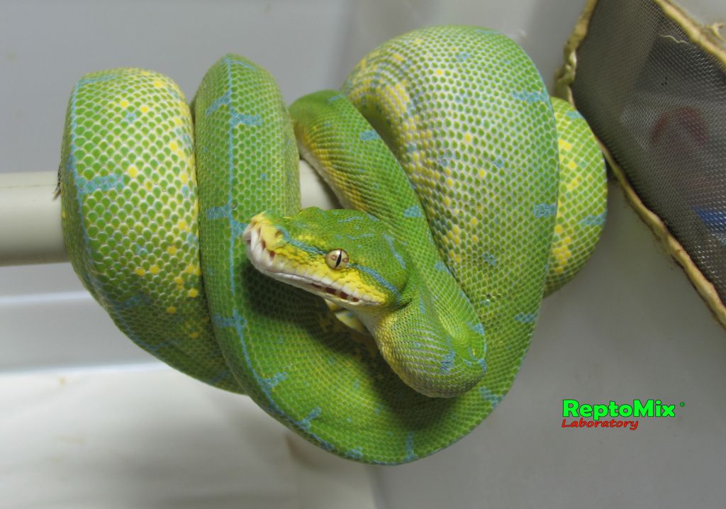 Зелёный питон Morelia viridis (Jayapura)
