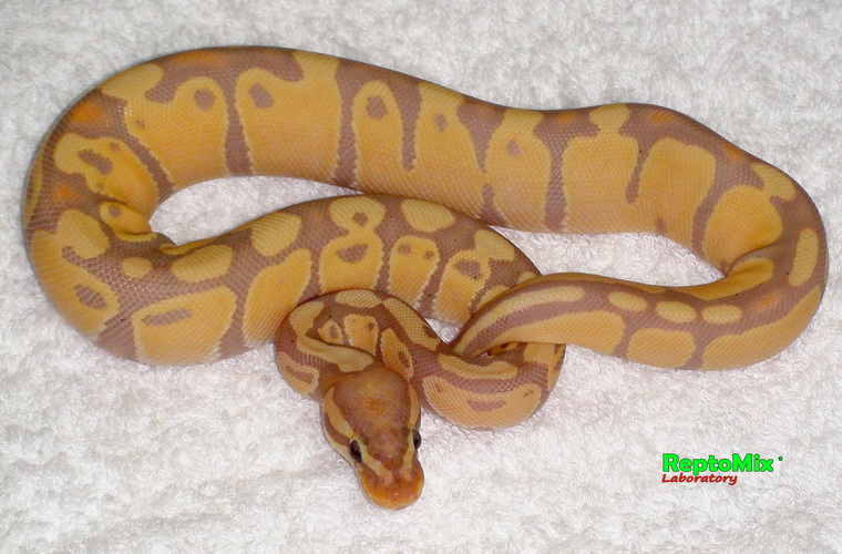 Королевский питон  Python regius Banana