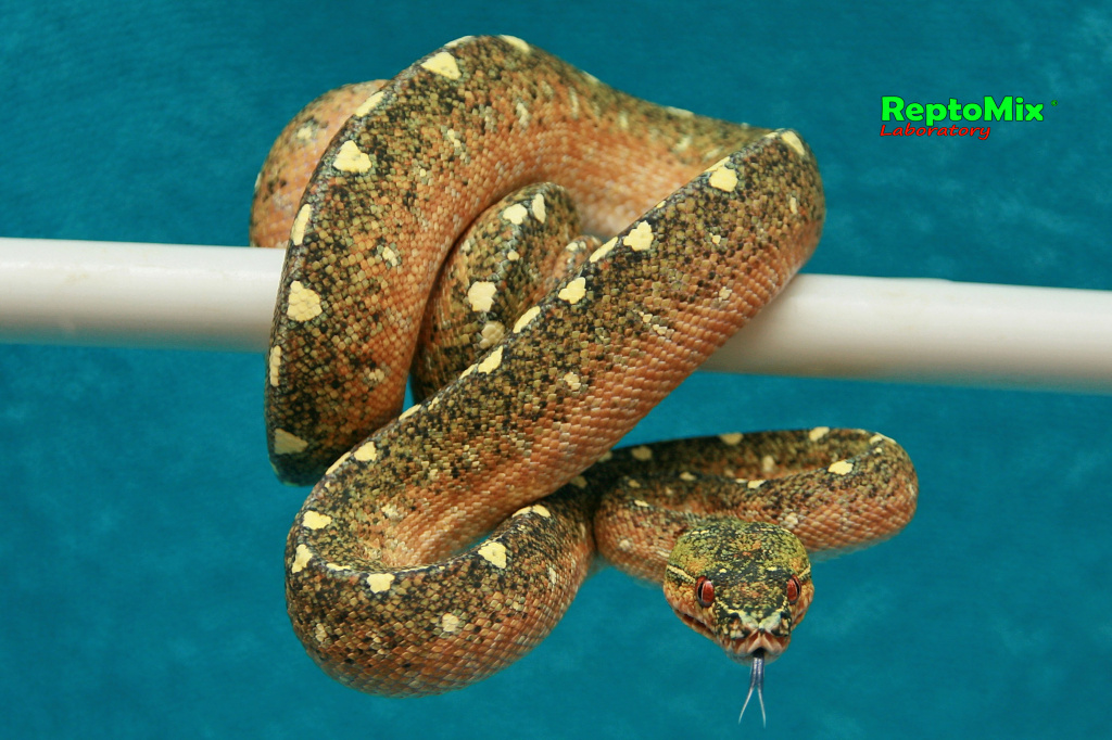 Зелёный питон локалитет Arfak Morelia viridis (Arfak)