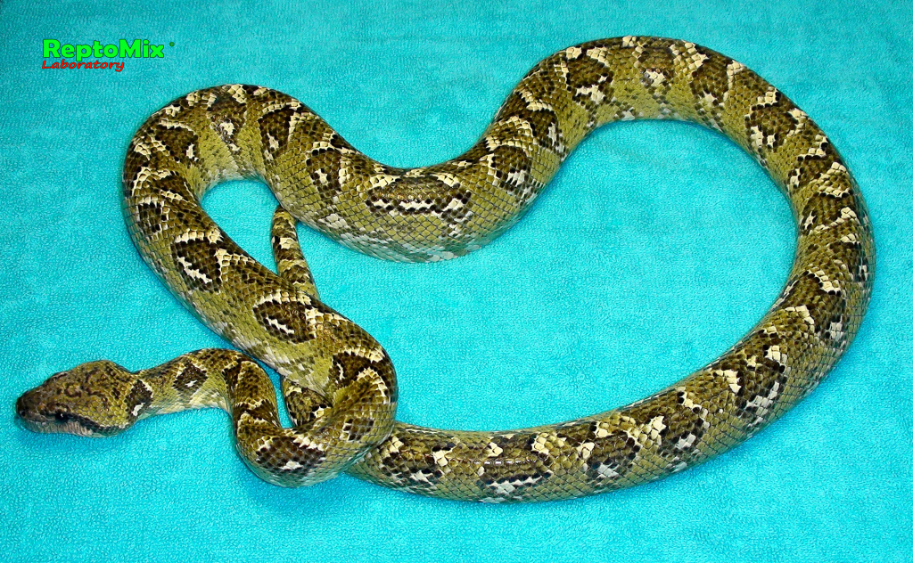 Мадагаскарский древесный удав Sanzinia madagascariensis 