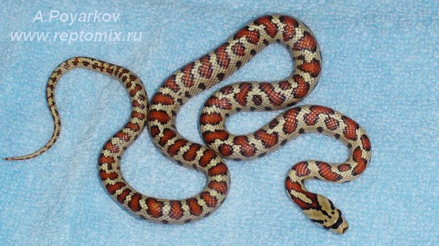 Леопардовый полоз (о. Милос,Греция) Zamenis situla (Milos, Greece)