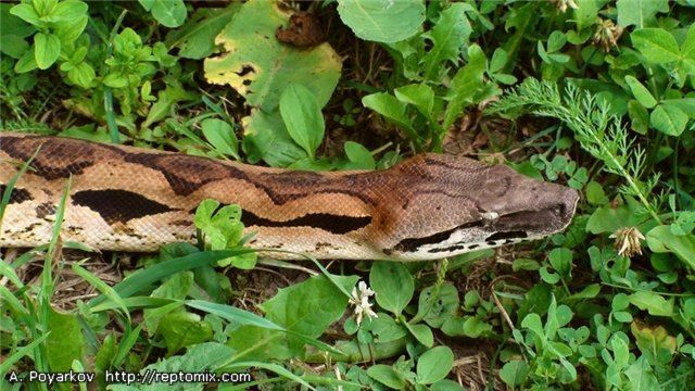 Голова взрослого Мадагаскарского земляного удава Acrantophis madagascariensis 