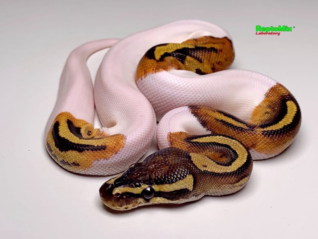 Piebald Ball Python, малыши-без веснушек и взрослые