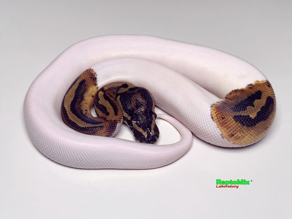 Piebald Ball Python малыш