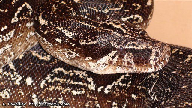 Голова взрослого Аргентинского удава Boa constrictor occidentalis