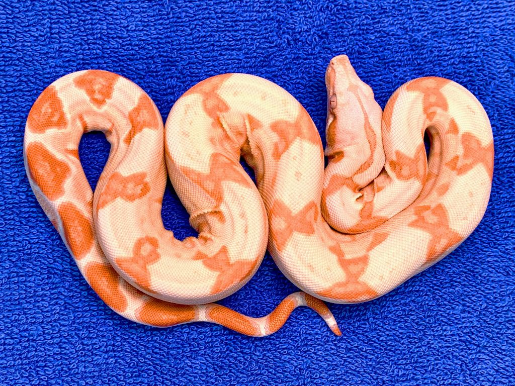#SK-25 ♀ CB2019 -1 ( Sanglow Kahl ).jpg