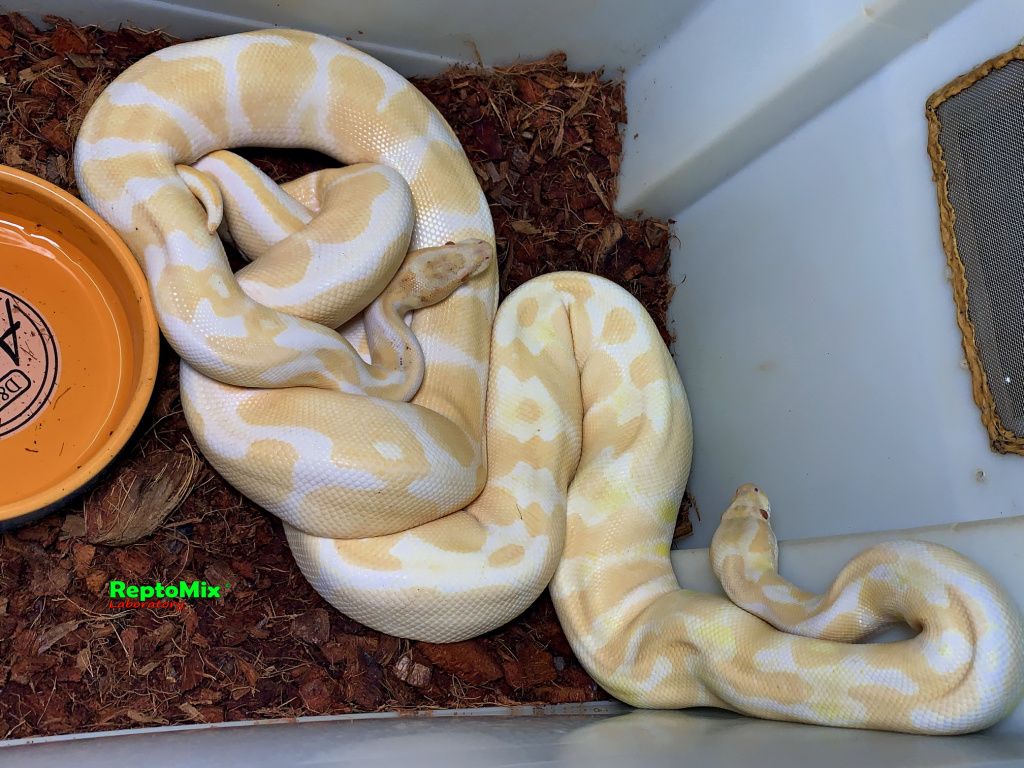 Момент спаривания Python regius Albino Het. Axanthic VPI