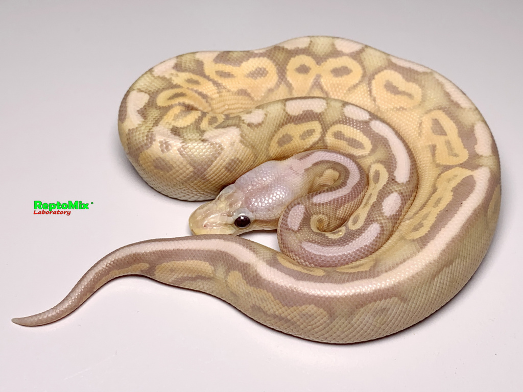 Python regius Super Pastel Jungle, Banana, Fire, Cinnamon малыш