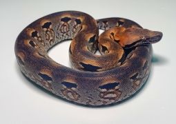Мадагаскарский земляной удав Acrantophis madagascariensis подросток