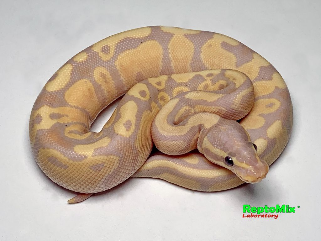 Python regius Banana Pastel малыш