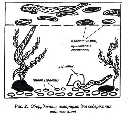 aquarium_anakonds02.jpg