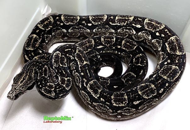 Аргентинский удав Boa constrictor occidentalis