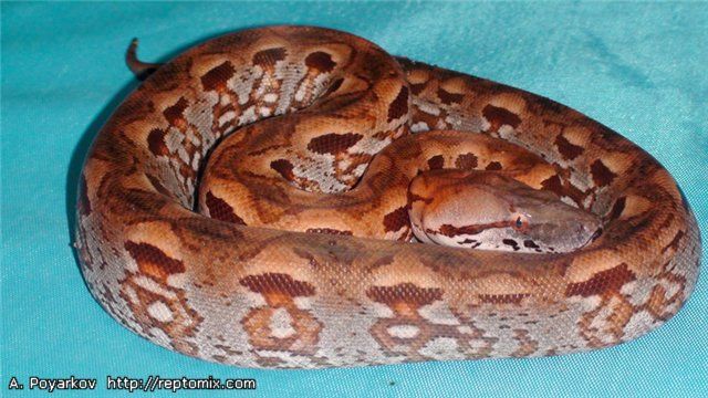 Мадагаскарский земляной удав Acrantophis madagascariensis подросток