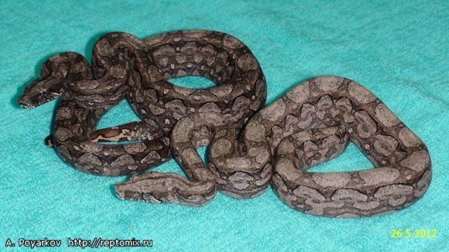 Малыши аргентинского удава Boa constrictor occidentalis