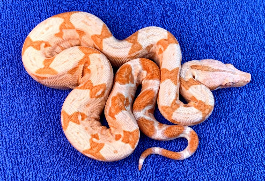 #SK-24 ♀ CB2019 ( Sanglow Kahl ).jpg