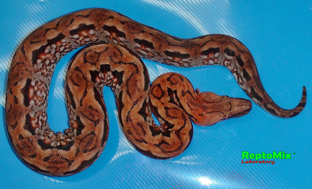 Мадагаскарский земляной удав Acrantophis madagascariensis
