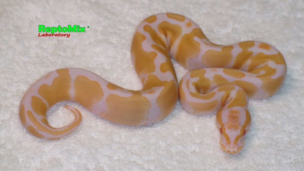 Python regius Albino Het. Axanthic VPI малыш